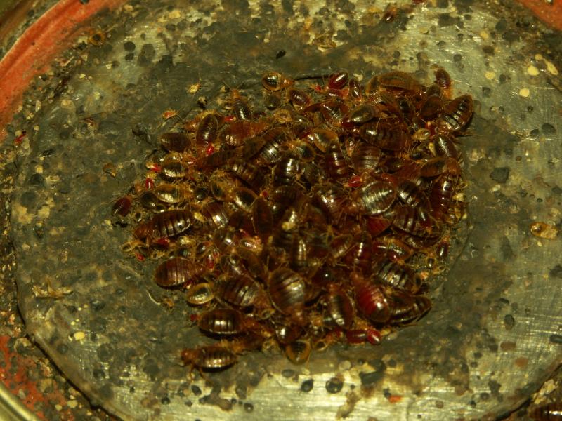 Close-up of opened jar to show bed bugs in feeding position on screen.