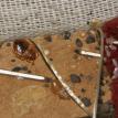 bed bug harborage on chair